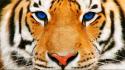 Tiger face hd wallpaper