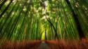 Trey ratcliff bamboo forests paths wallpaper