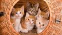 Animals baskets cats kittens wallpaper