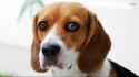 Beagle puppies pictures wallpaper