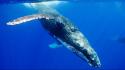 Blue whale pictures wallpaper
