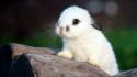 Cute animal pictures wallpaper