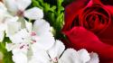 Flowers nature red roses white wallpaper