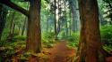 Forest nature wallpaper