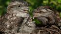 Tawny frogmouth baby birds nest wallpaper