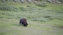 Usa wyoming yellowstone national park animals bison wallpaper