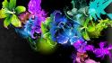 Abstract black background colors flowers vectors wallpaper