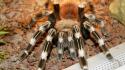 Animals arachnids spiders wallpaper