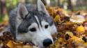 Animals dogs fallen leaves husky wallpaper