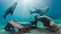 Animals low resolution ocean sea lions underwater wallpaper