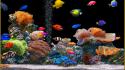 Aquarium fish wallpaper