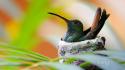 Bing birds hummingbirds leaves nature wallpaper