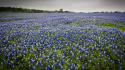 Bluebonnet flowers landscapes nature wallpaper