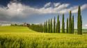 Campania italy cypress tree fields green wallpaper