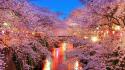 Cherry blossoms pink trees wallpaper