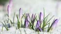Crocus flowers purple snow wallpaper