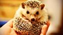 Cute hedgehog pictures wallpaper