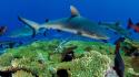 Diving sharks underwater wallpaper