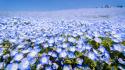 Japan blue flowers depth of field meadows wallpaper