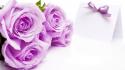 Purple rose love wallpaper