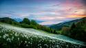 Switzerland flowers hills landscapes meadows wallpaper
