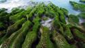 Taiwan coast landscapes moss nature wallpaper