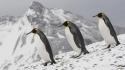 Alaska animals birds nature penguins wallpaper