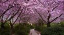 Alley blossoms parks spring widescreen wallpaper