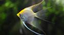 Amazon angelfish animals aquarium fish wallpaper