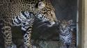 Animals baby cubs jaguars wallpaper