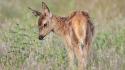 Animals baby deer fawn nature wallpaper