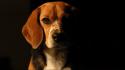 Animals beagle dogs domestic dog pets wallpaper