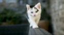Animals cats heterochromia kittens wallpaper