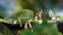 Animals chameleon fight lizards two wallpaper