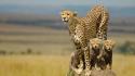 Animals nature panthers speed wallpaper