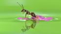 Ants insects wallpaper