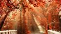 Autumn forests nature outdoors red wallpaper