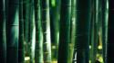 Bamboo hd wallpaper