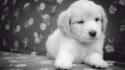 Black and white dogs monochrome puppies wallpaper
