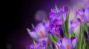 Bokeh crocus flowers purple wallpaper