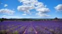 France landscapes lavender nature provence wallpaper