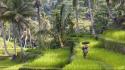 Indonesia bali nature rice trees wallpaper