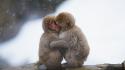 Japanese macaque affection animals baby monkeys wallpaper