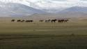 Mongolia steppe animals hills horses wallpaper