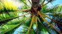 Palm trees worms eye view wallpaper