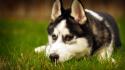 Siberian husky animals dogs grass heterochromia wallpaper