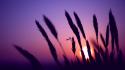 Sun silhouettes violet wheat wallpaper