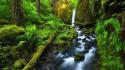 Trunks creek forests green grotto wallpaper