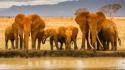 Wild africa animals elephants wildlife wallpaper
