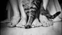 Animals cats feet grayscale greyscale wallpaper